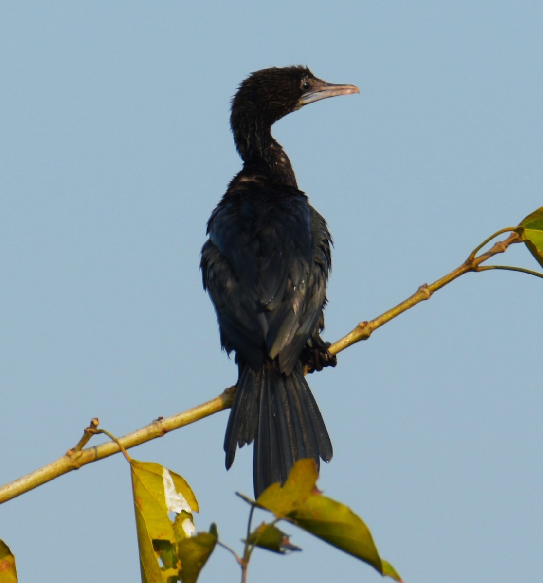 Little Cormorant - Lathika Anoth