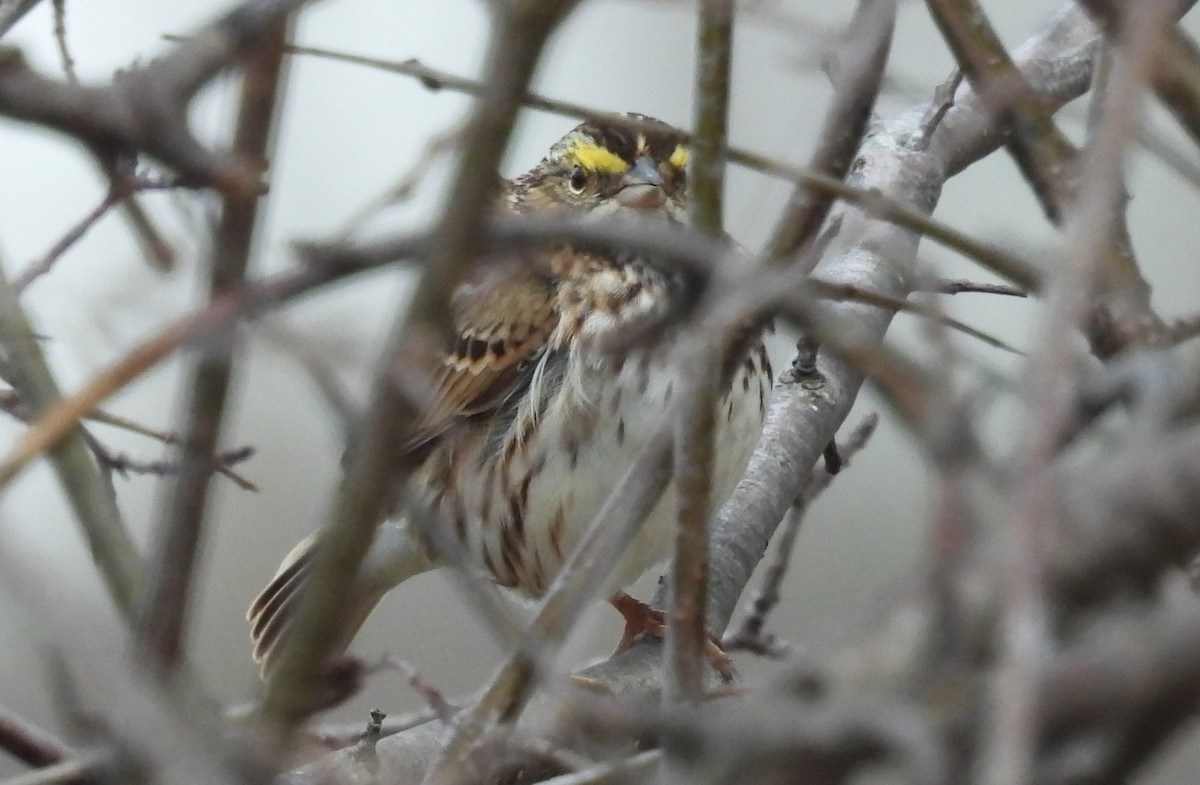 Savannah Sparrow - ML617372961