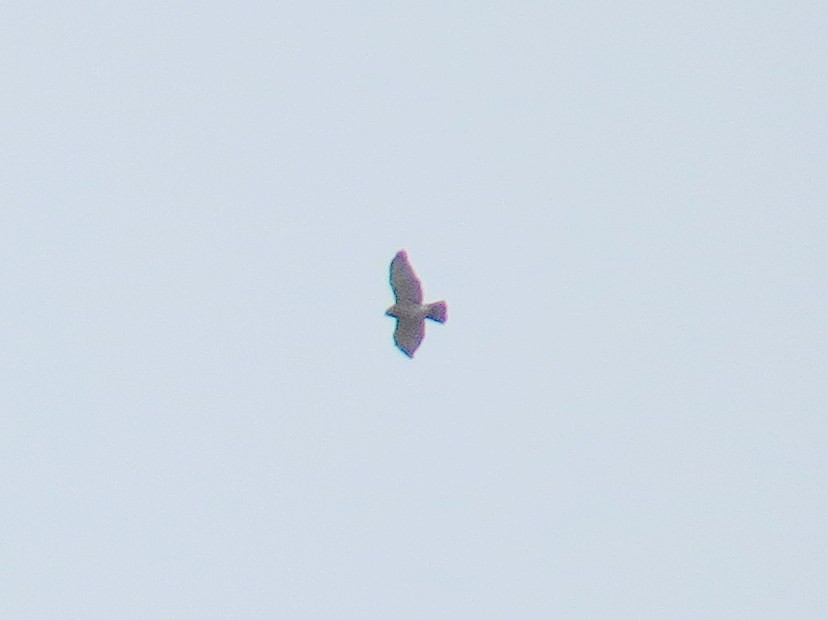 Broad-winged Hawk - ML617372971