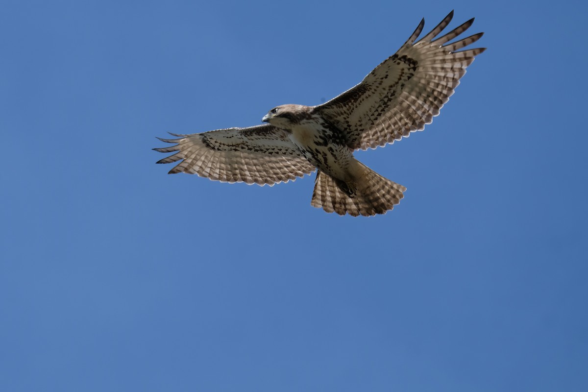 Red-tailed Hawk - ML617373036