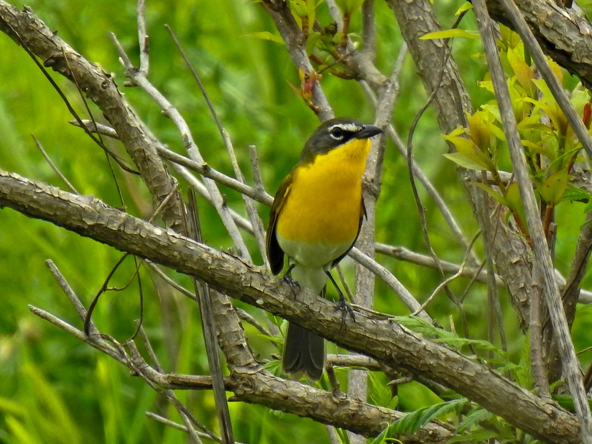 Yellow-breasted Chat - ML617373100