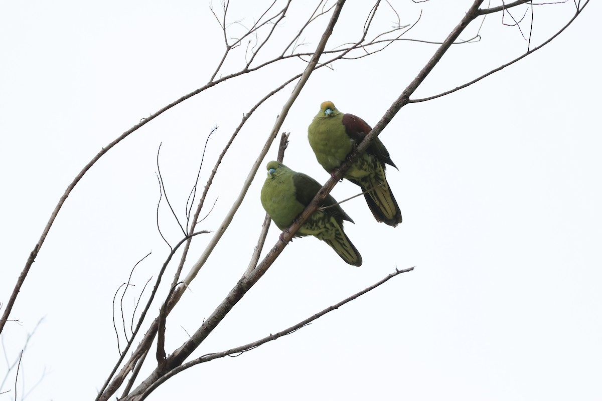 Whistling Green-Pigeon - ML617373105