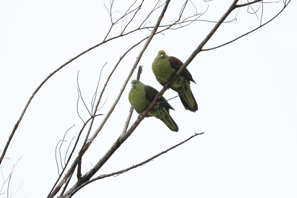 Whistling Green-Pigeon - ML617373111