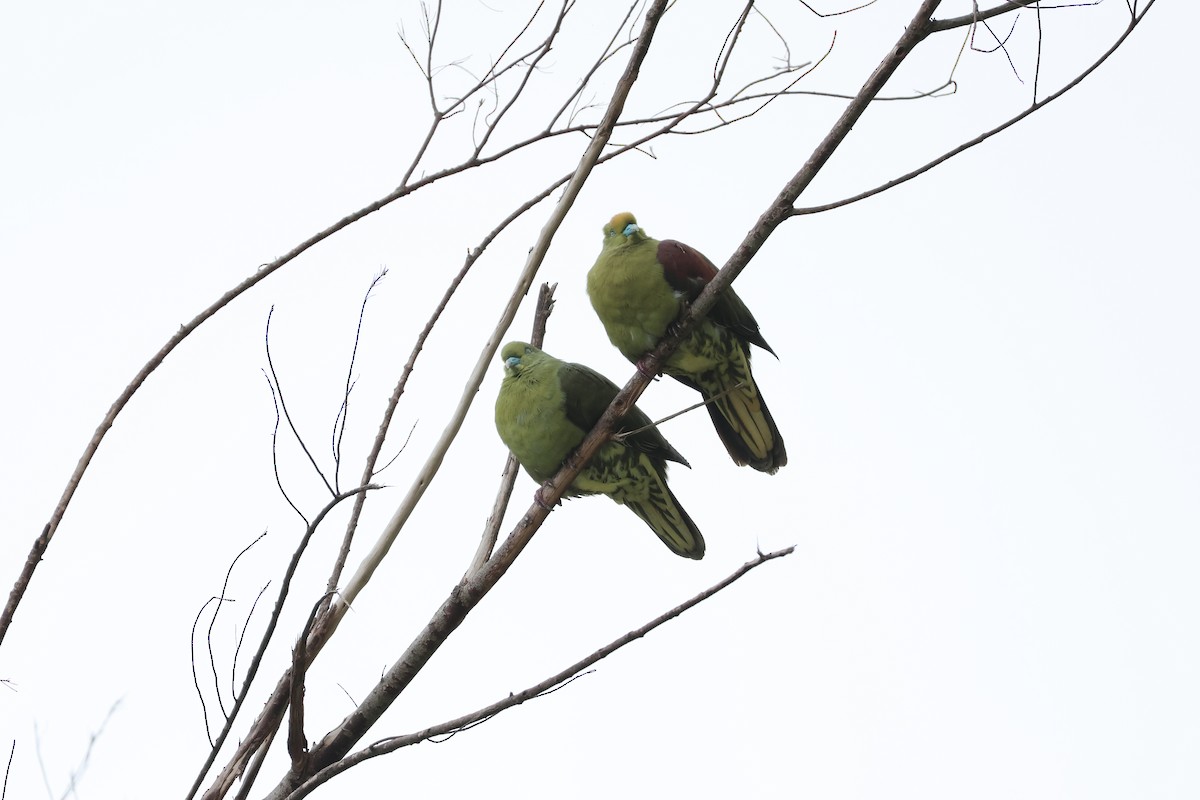 Whistling Green-Pigeon - ML617373113