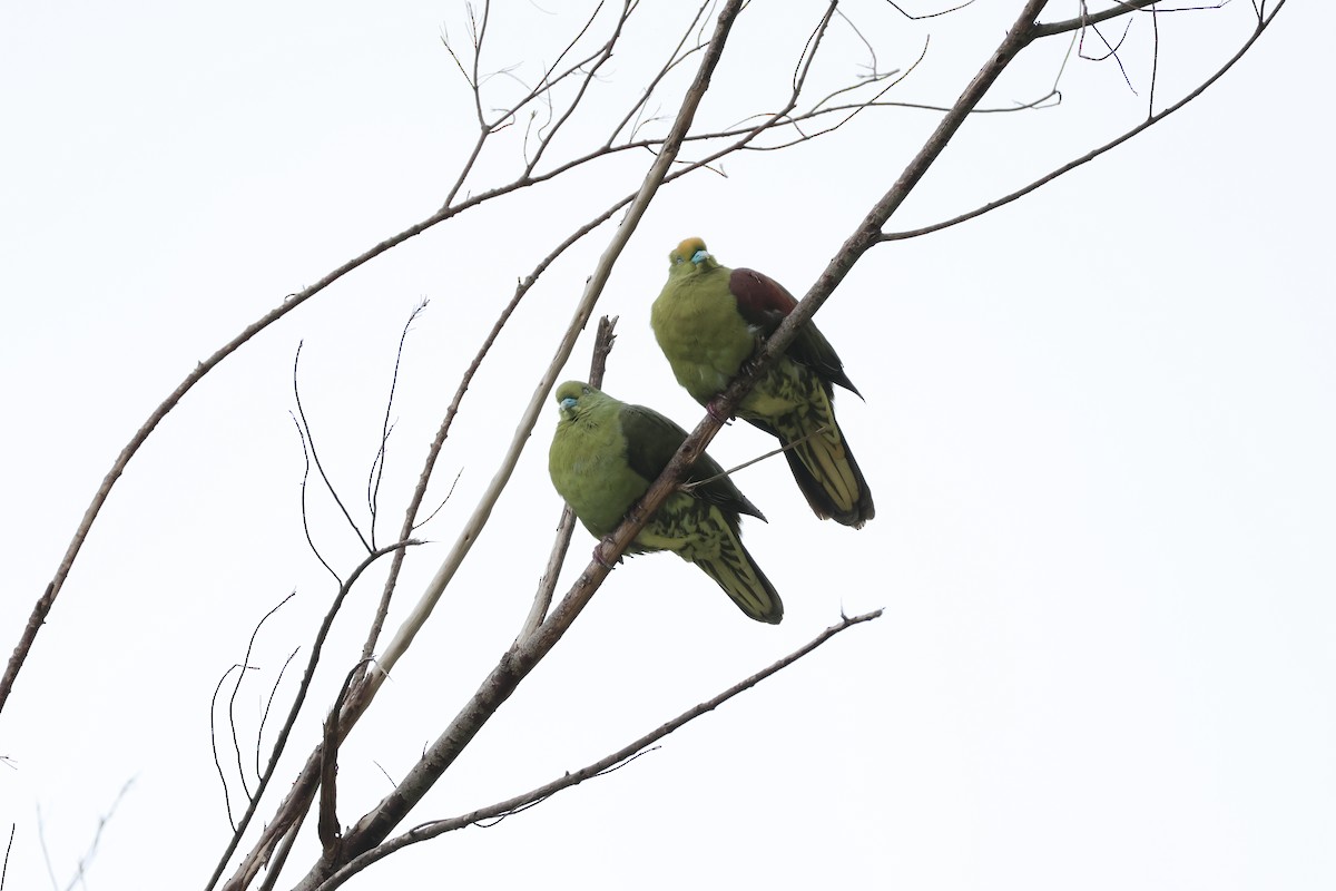 Whistling Green-Pigeon - ML617373116