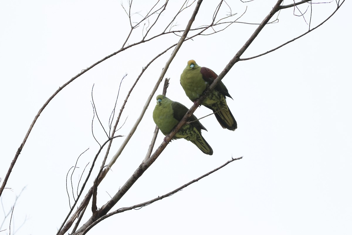 Whistling Green-Pigeon - ML617373117