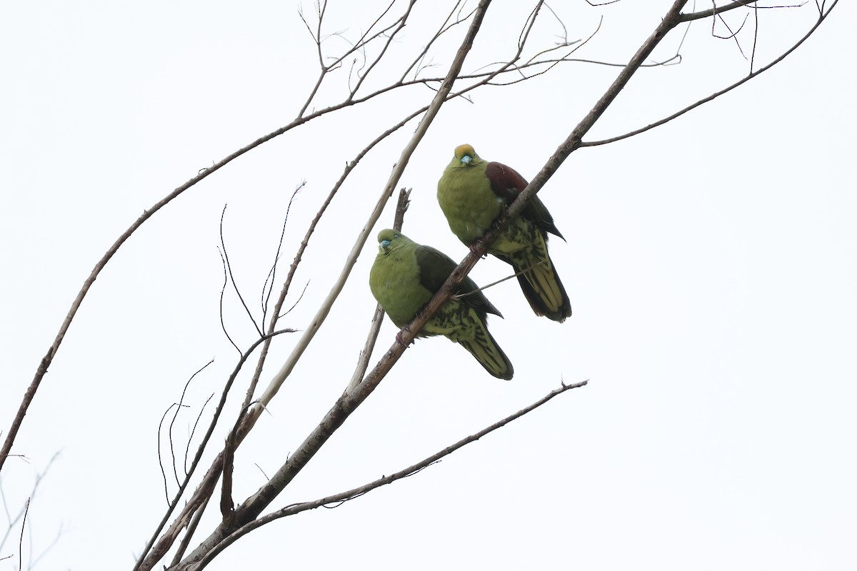 Whistling Green-Pigeon - ML617373118