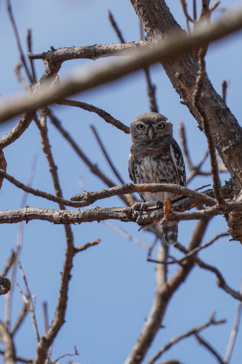 Forest Owlet - ML617373128