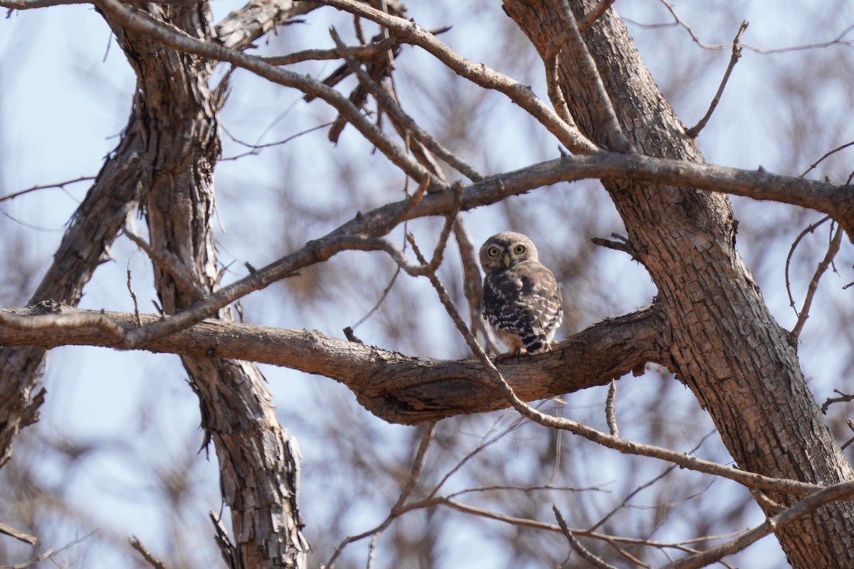 Forest Owlet - ML617373132