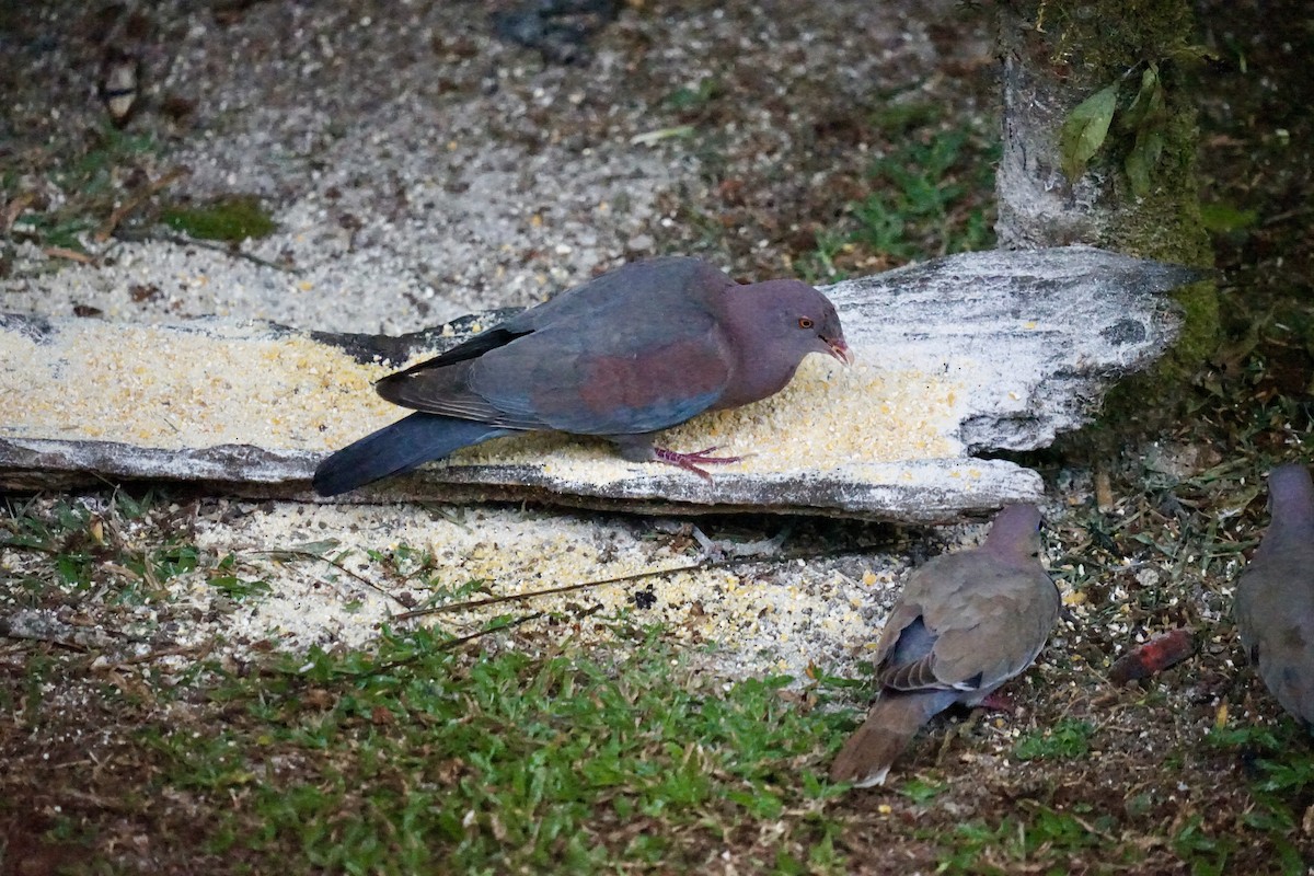 Red-billed Pigeon - Mike Hearell