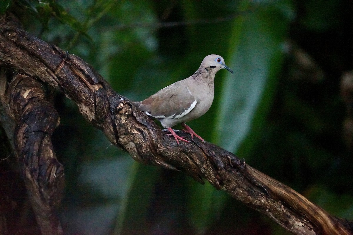 White-winged Dove - Mike Hearell