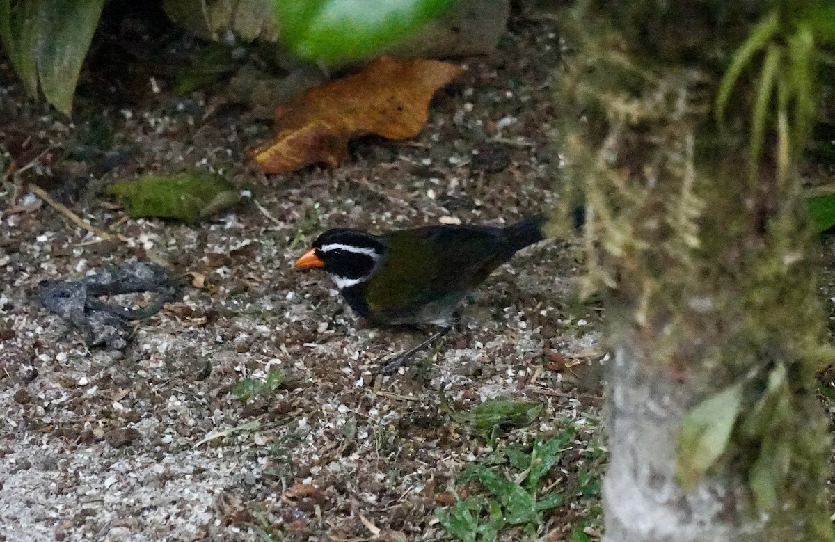 Orange-billed Sparrow - Mike Hearell