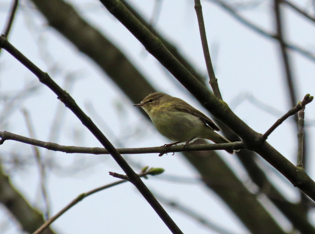 Common Chiffchaff - Brian Carruthers