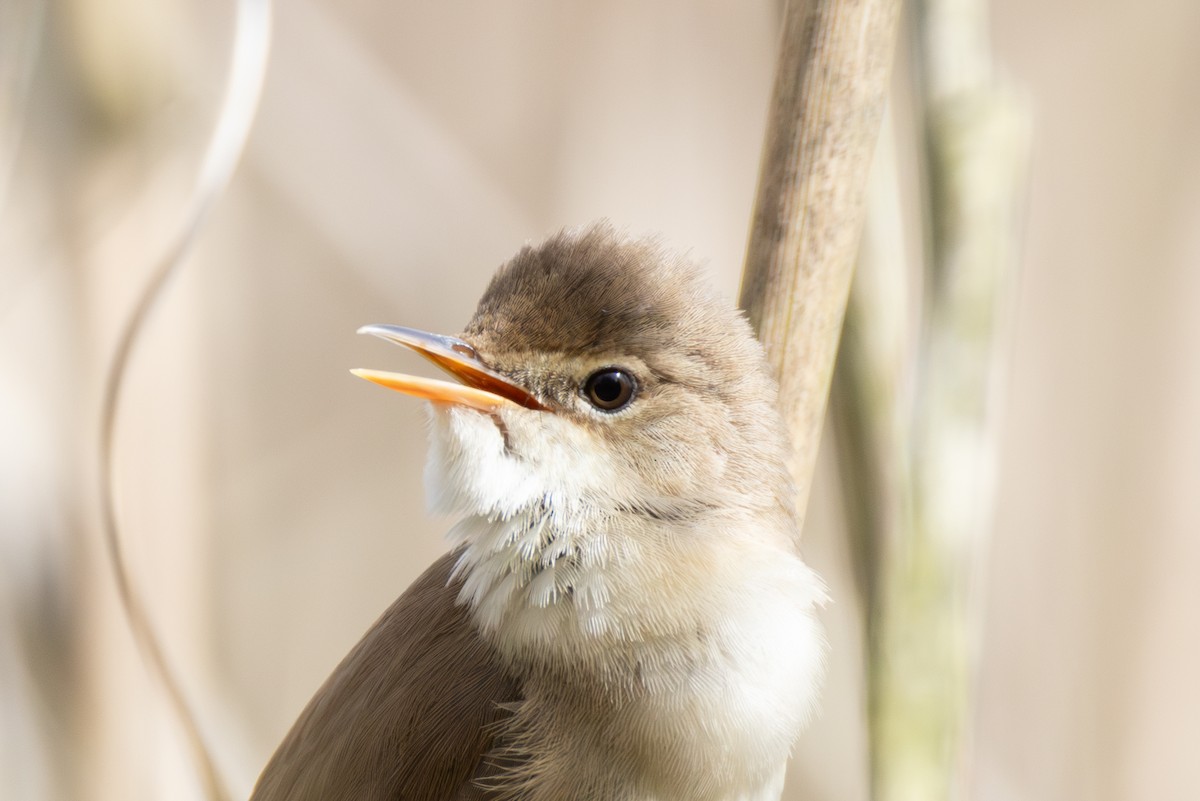 Common Reed Warbler - ML617373373
