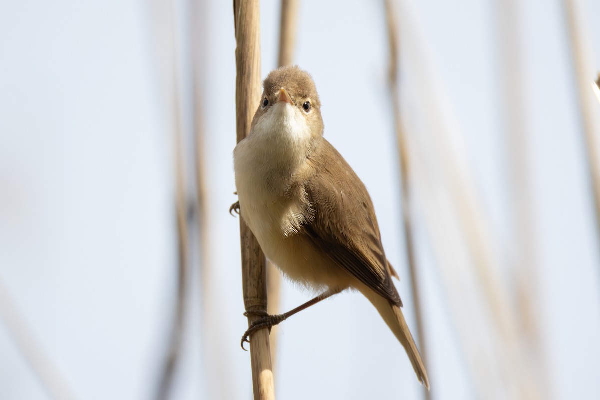 Common Reed Warbler - ML617373374