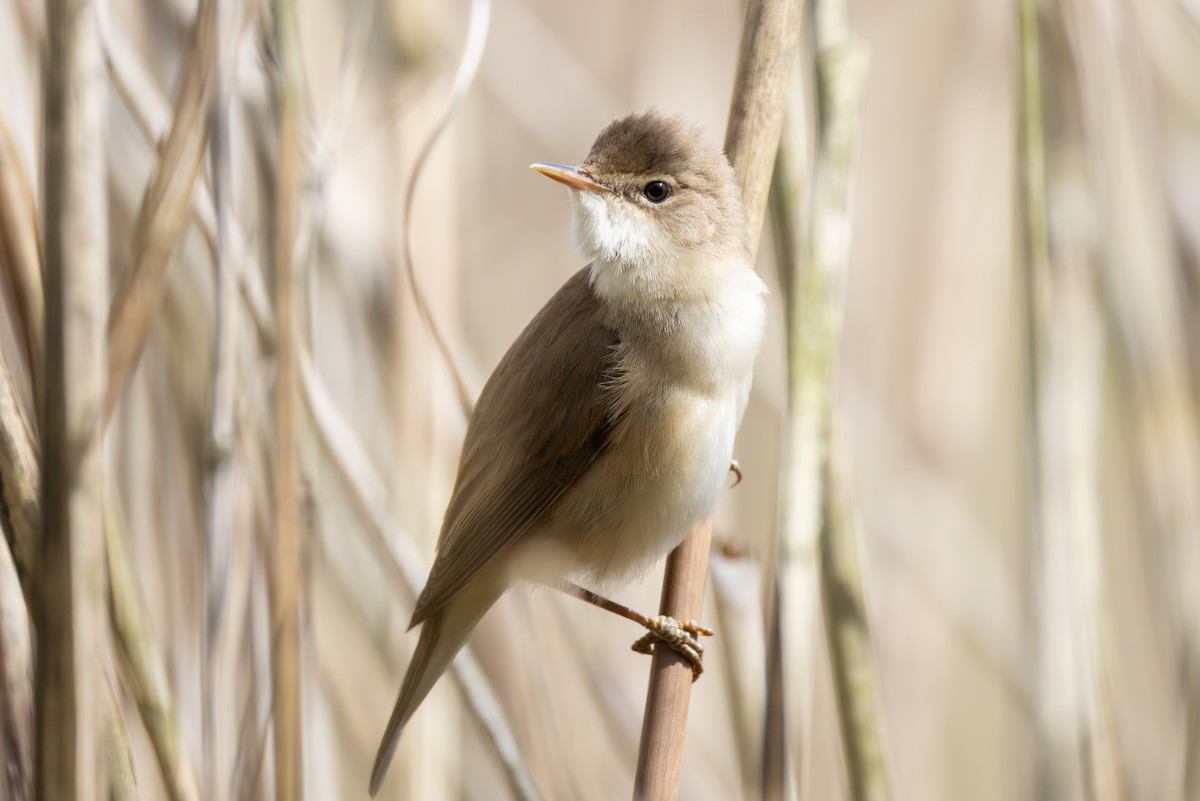 Common Reed Warbler - ML617373375