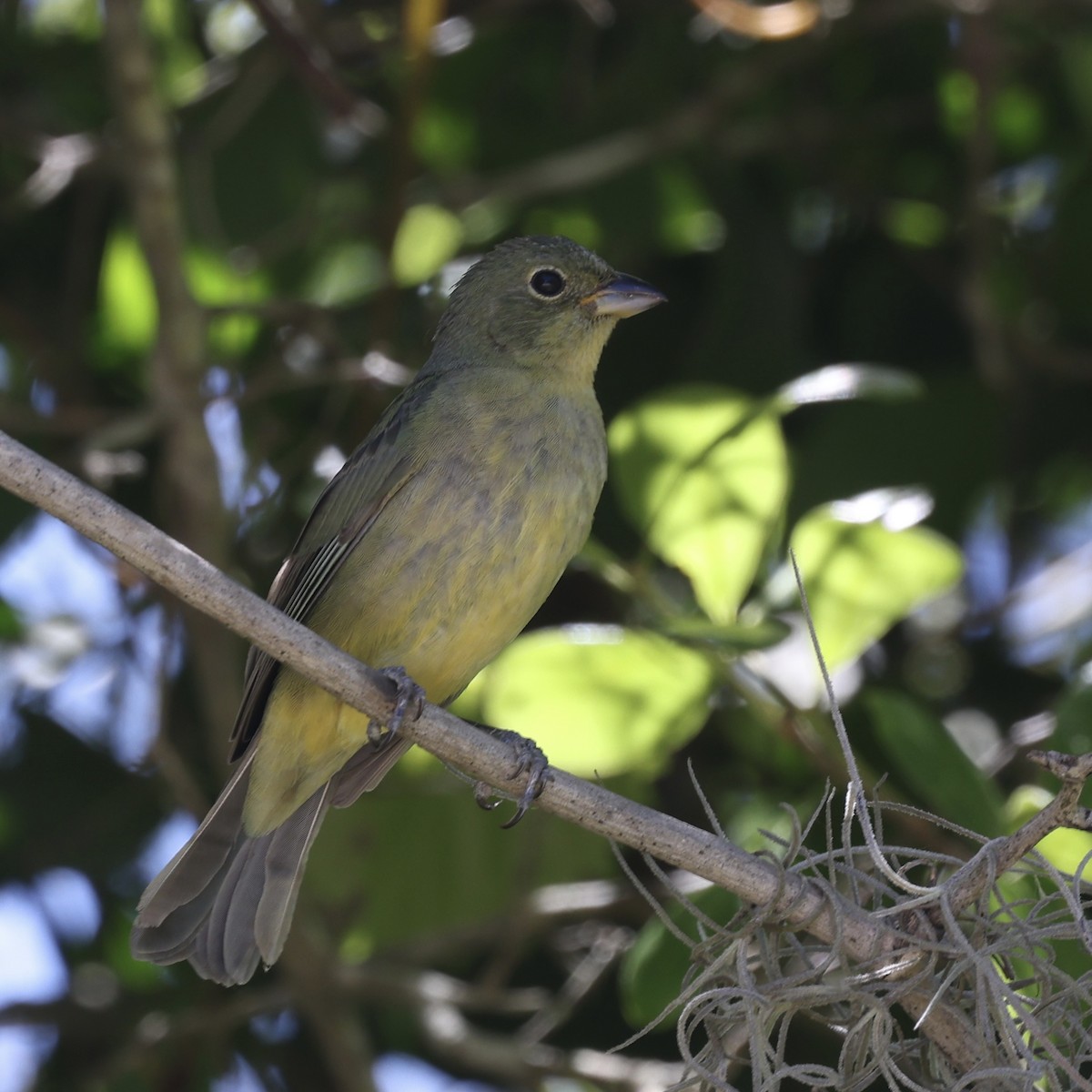 Painted Bunting - ML617373482