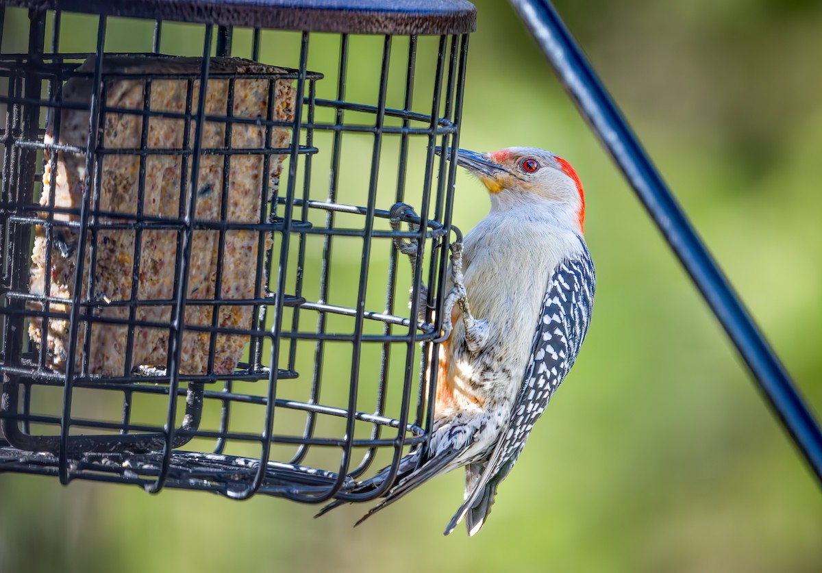 Red-bellied Woodpecker - ML617373497