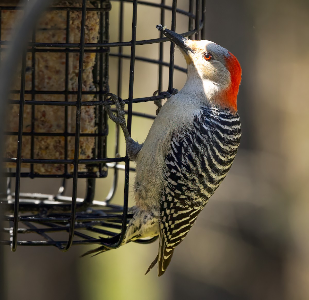 Red-bellied Woodpecker - ML617373498