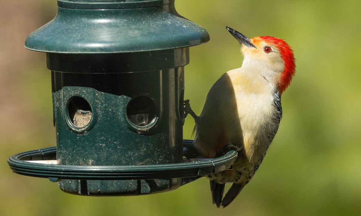Red-bellied Woodpecker - ML617373501