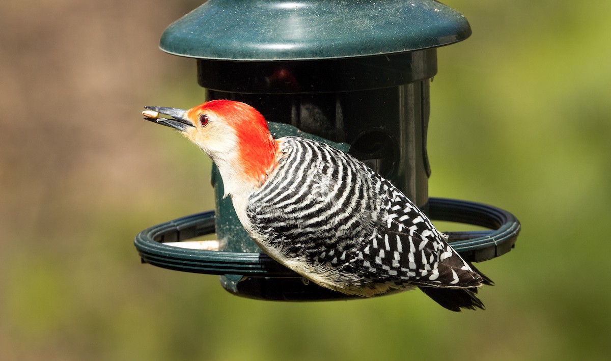 Red-bellied Woodpecker - ML617373502