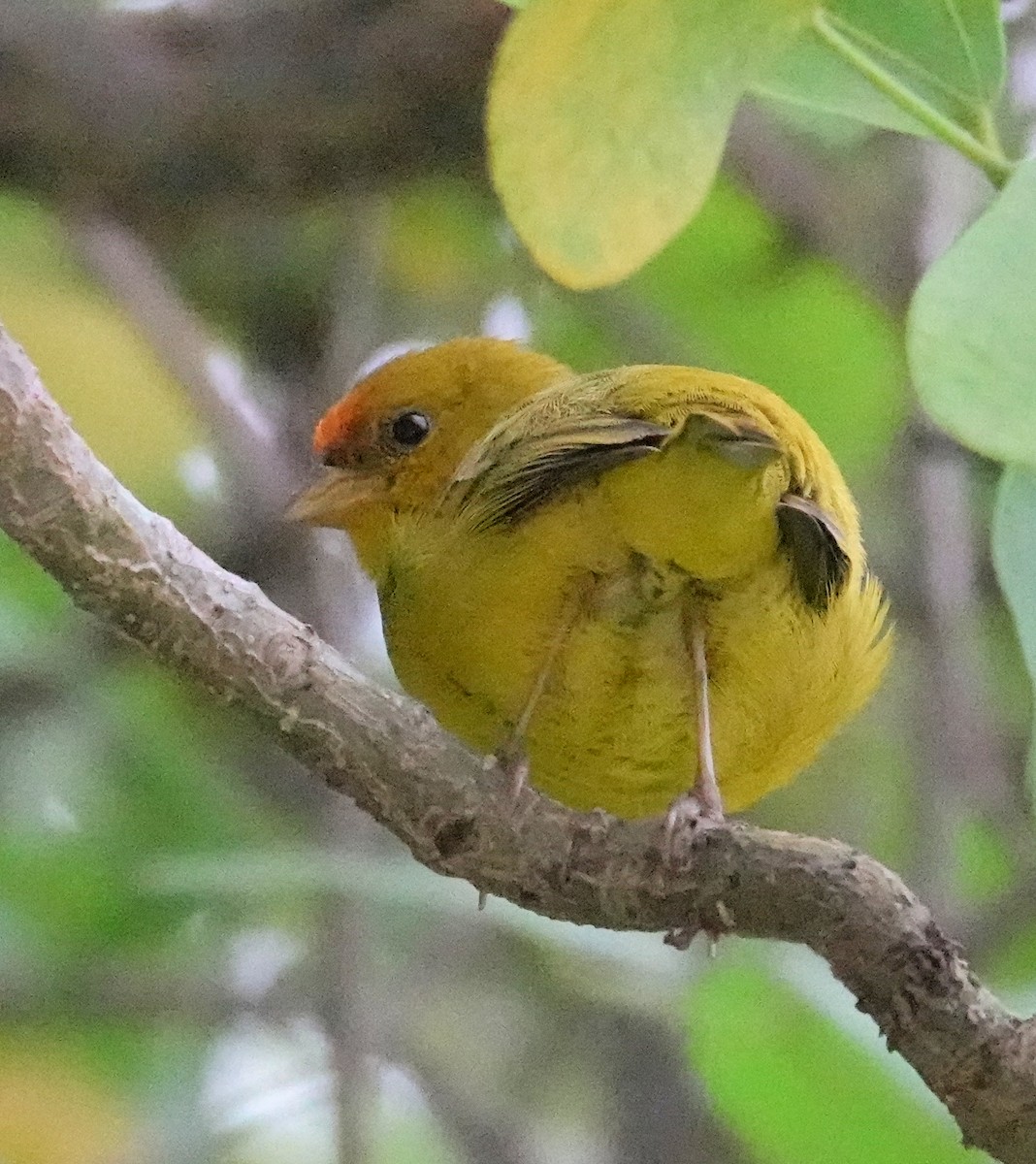 Orange-fronted Yellow-Finch - ML617373639