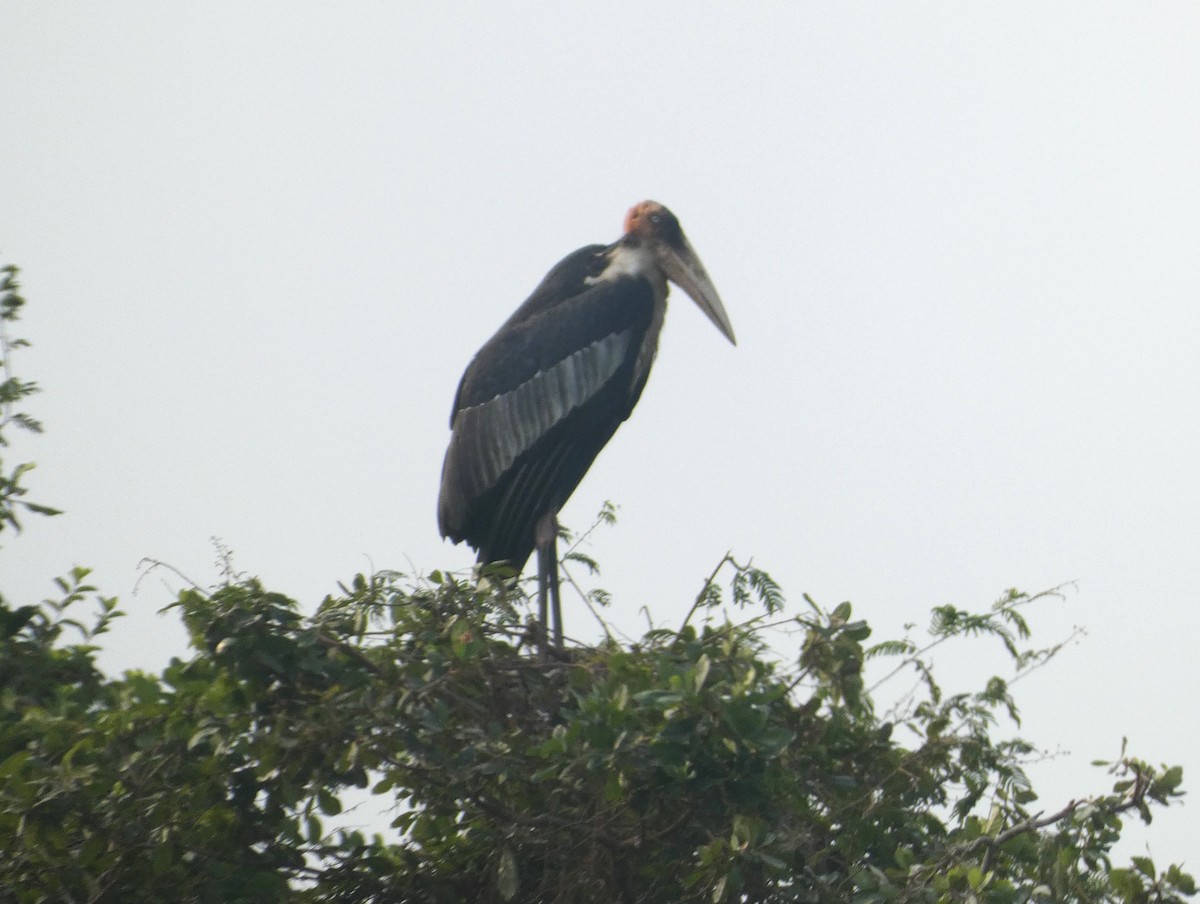 Greater Adjutant - Mike Tuer