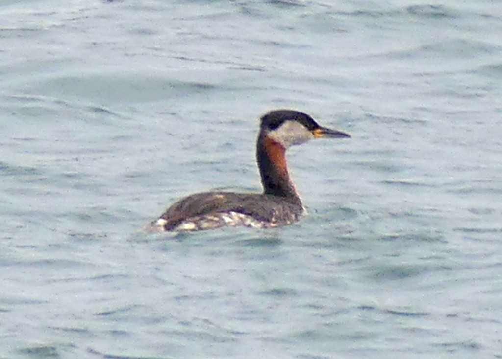 Red-necked Grebe - ML617373667