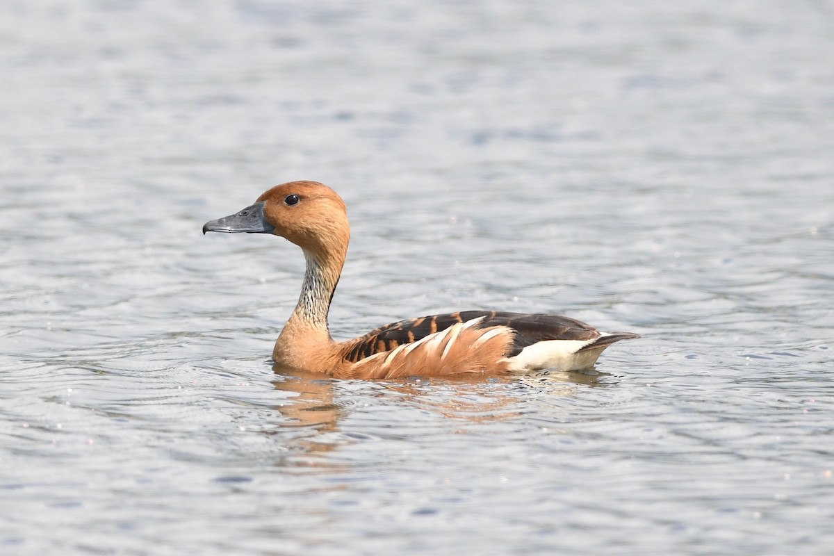 Fulvous Whistling-Duck - ML617373784