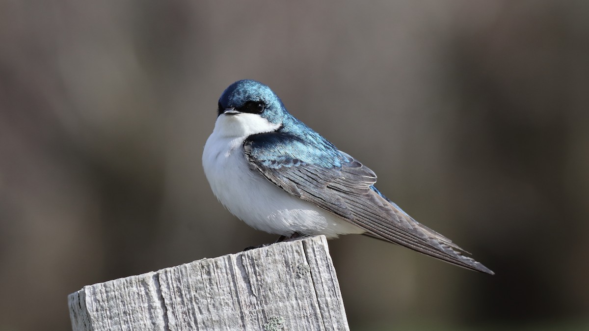 Ebird Checklist Apr Daniel Webster Wildlife Sanctuary Mass Audubon Species