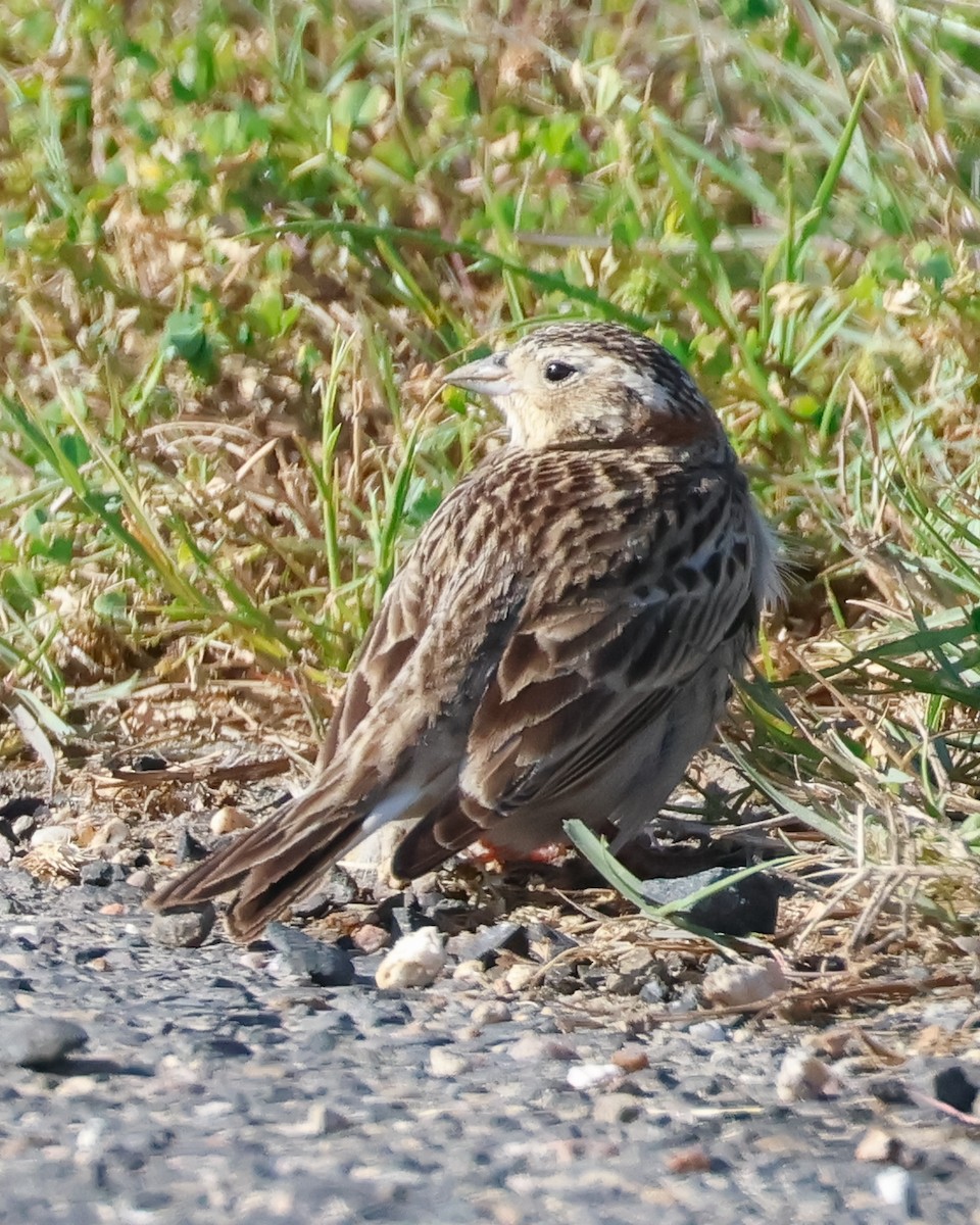 EBird Checklist 13 Apr 2024 Yacht Basin Rd Bolivar 2 Species