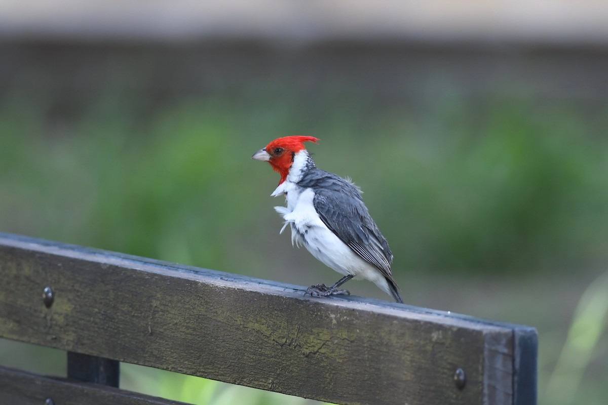 Red-crested Cardinal - ML617373940
