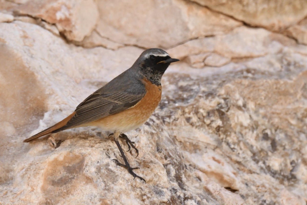 Common Redstart (Common) - Khalifa Al Dhaheri