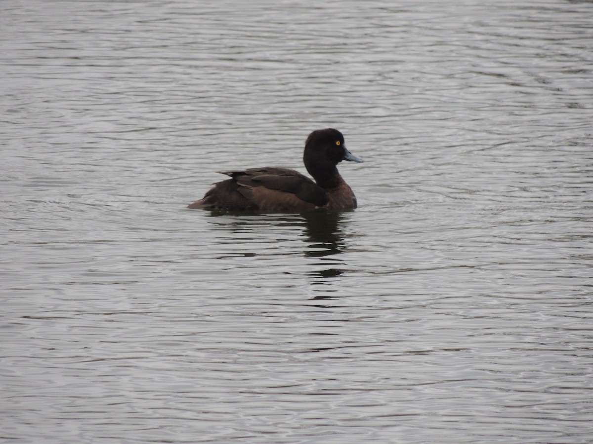 Tufted Duck - ML617373948