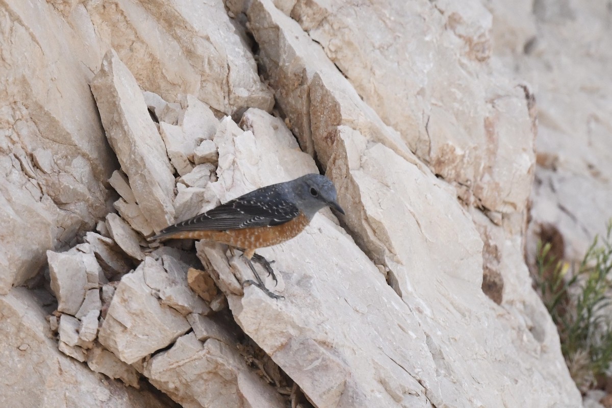 Rufous-tailed Rock-Thrush - ML617373949