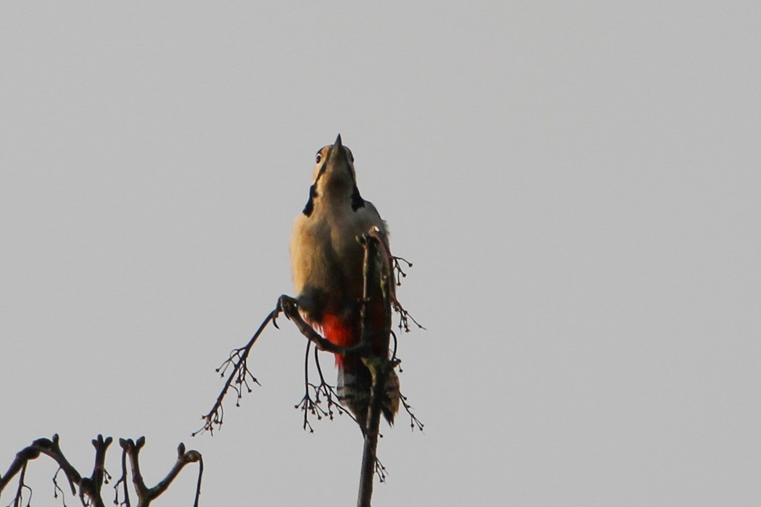 Great Spotted Woodpecker - ML617373960