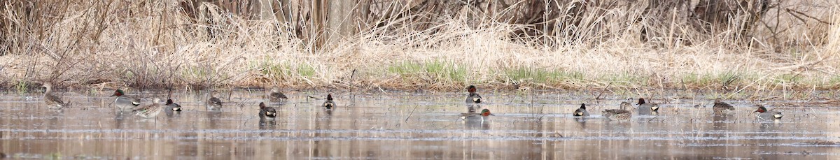 Green-winged Teal - ML617374132