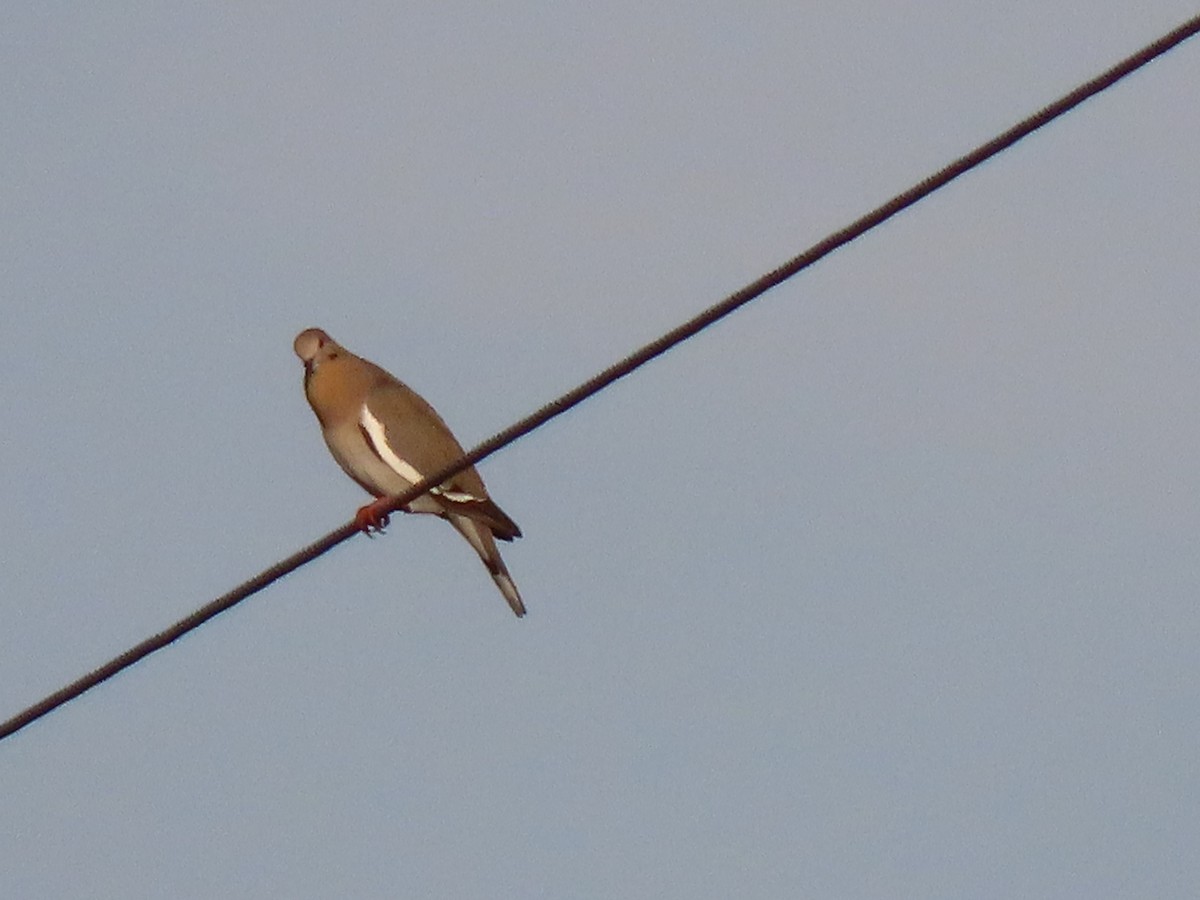 White-winged Dove - ML617374151