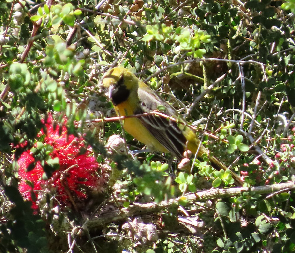 Orchard Oriole - ML617374293