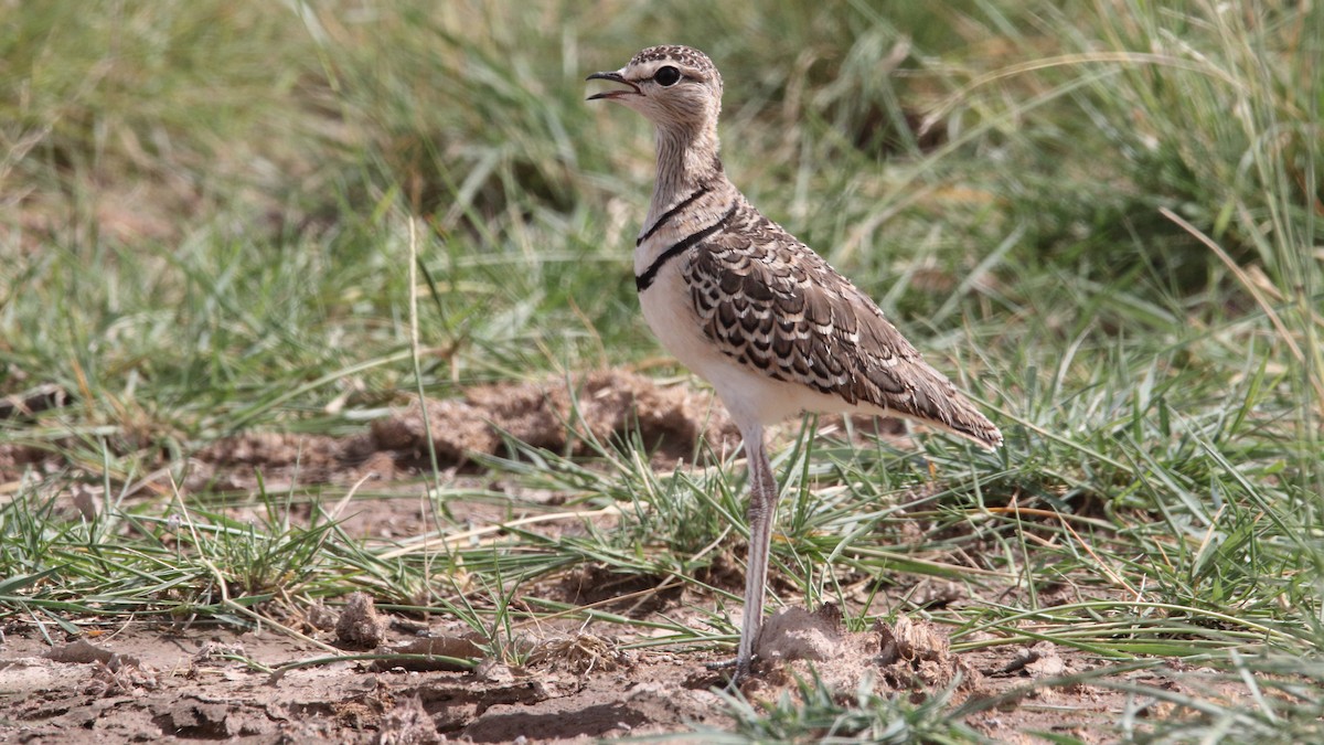 Double-banded Courser - ML617374334