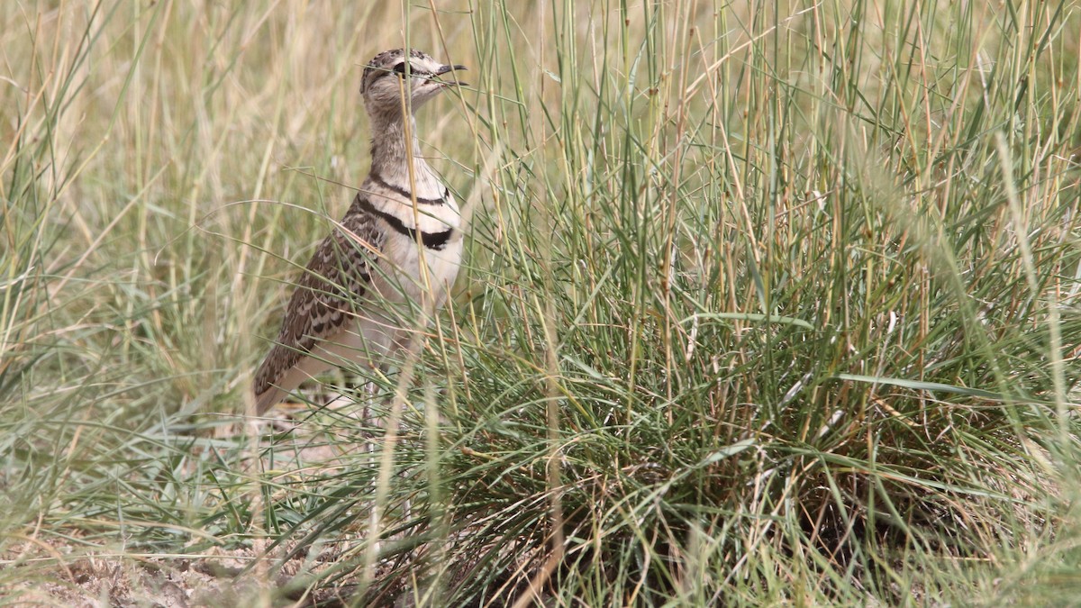 Double-banded Courser - ML617374335