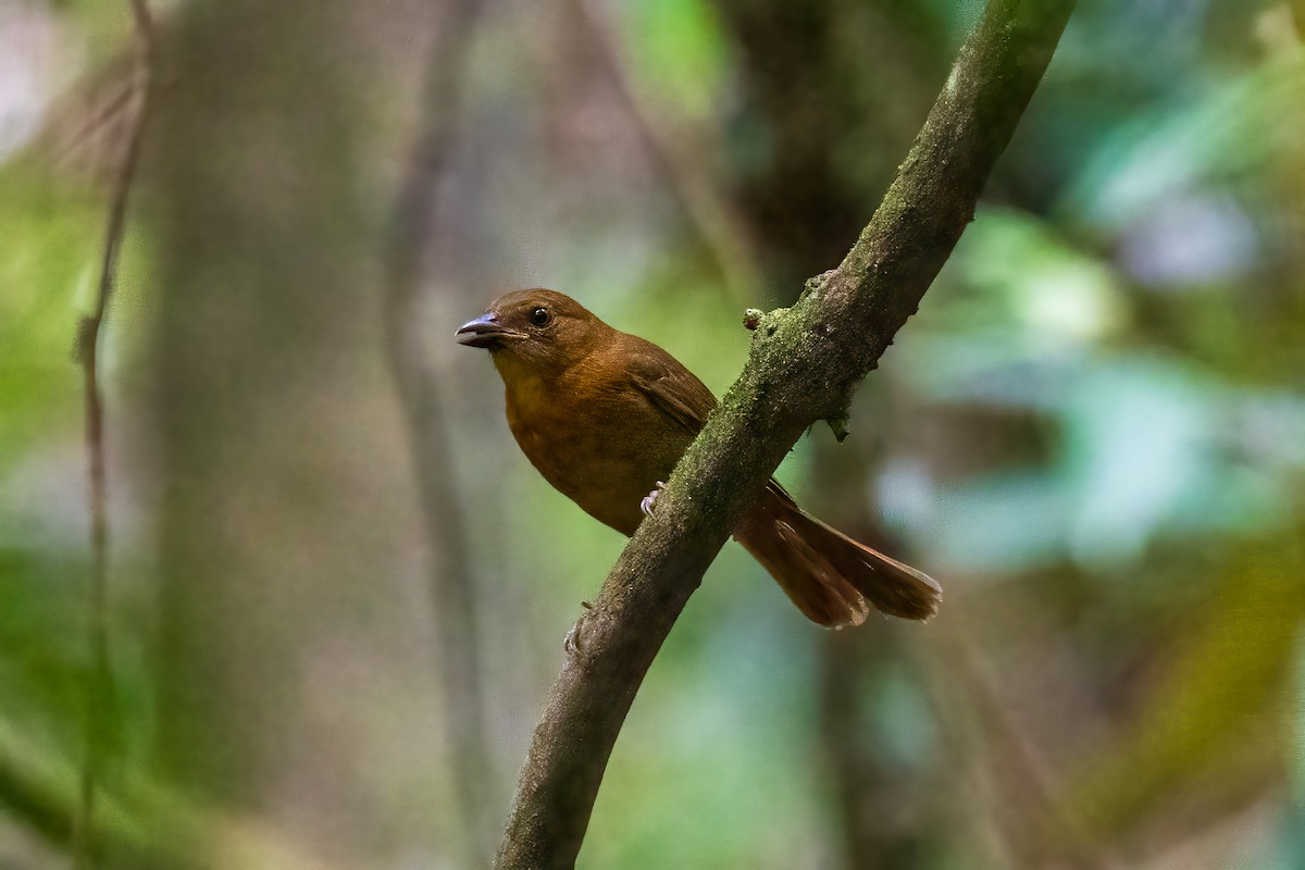 Red-throated Ant-Tanager - ML617374345