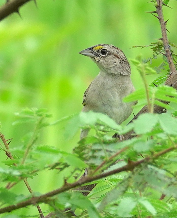 Grassland Sparrow - ML617374396