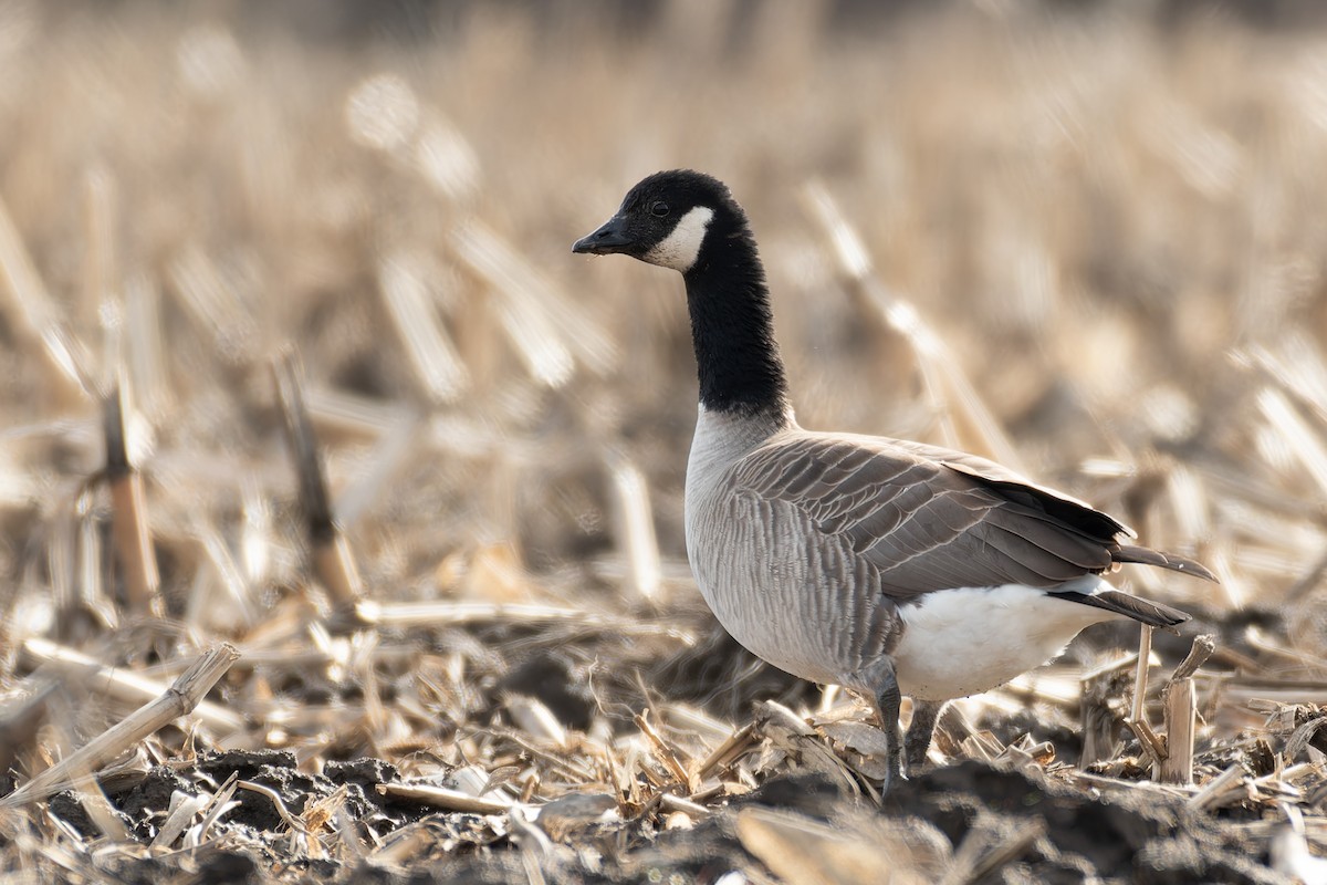 Cackling Goose (Taverner's) - ML617374487