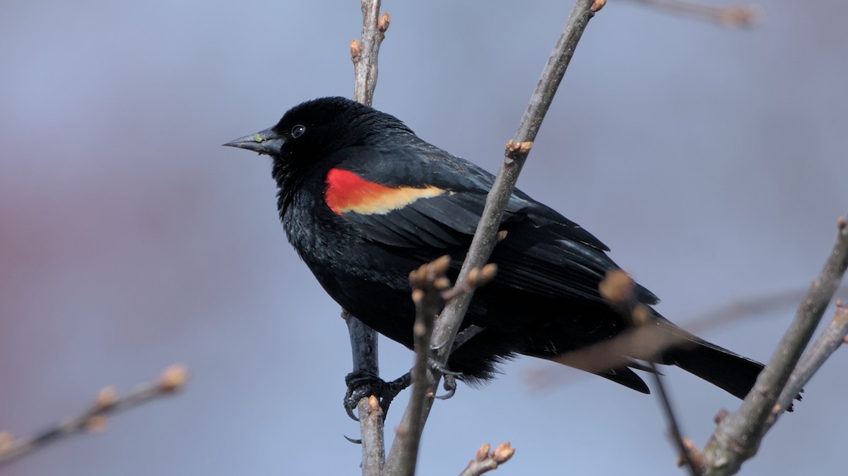 Red-winged Blackbird - Robert Howard