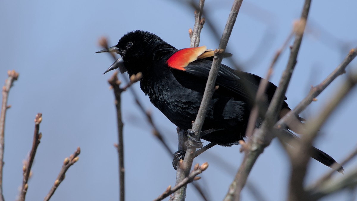 Red-winged Blackbird - ML617374589
