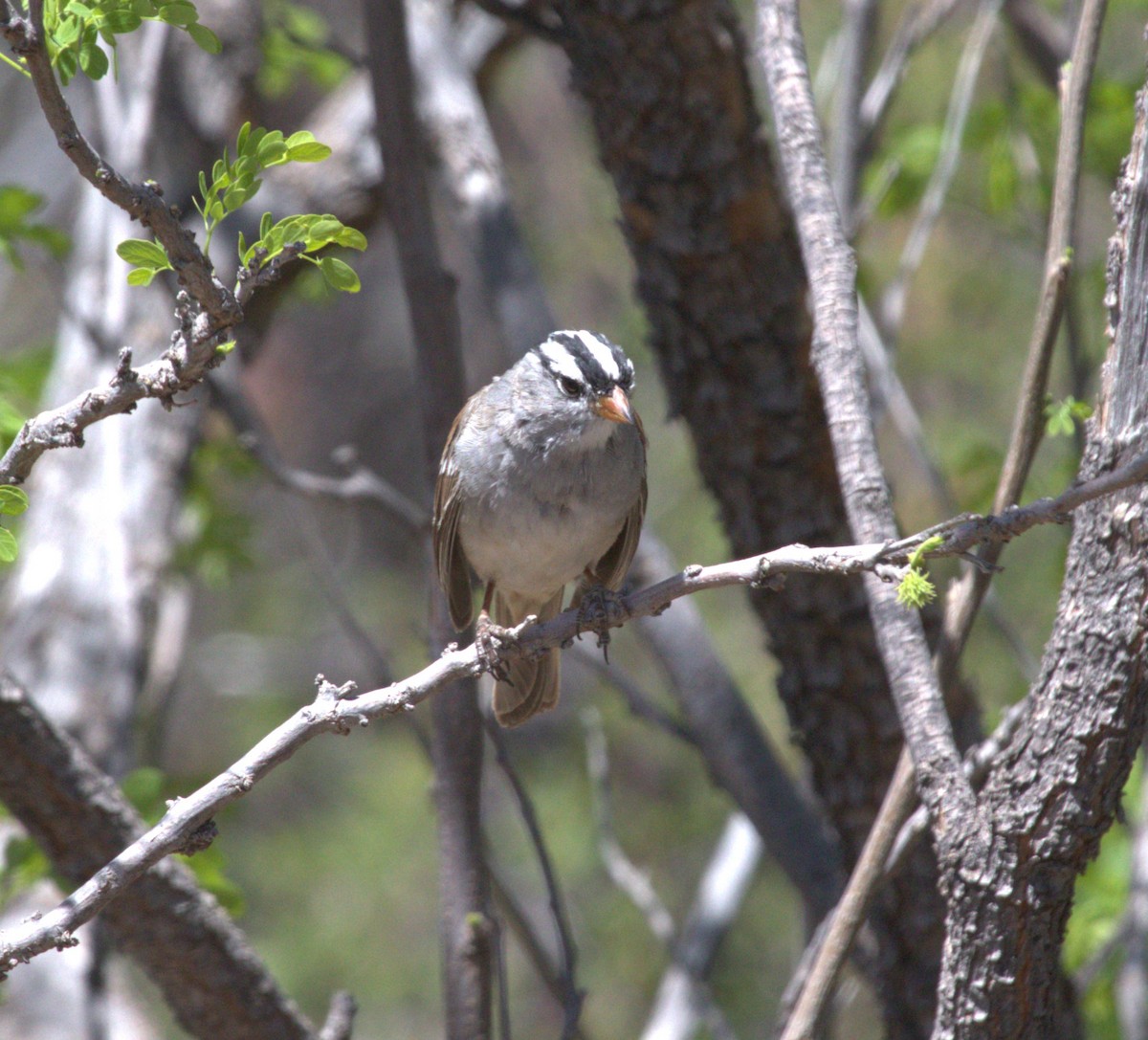 White-crowned Sparrow - jeff effinger