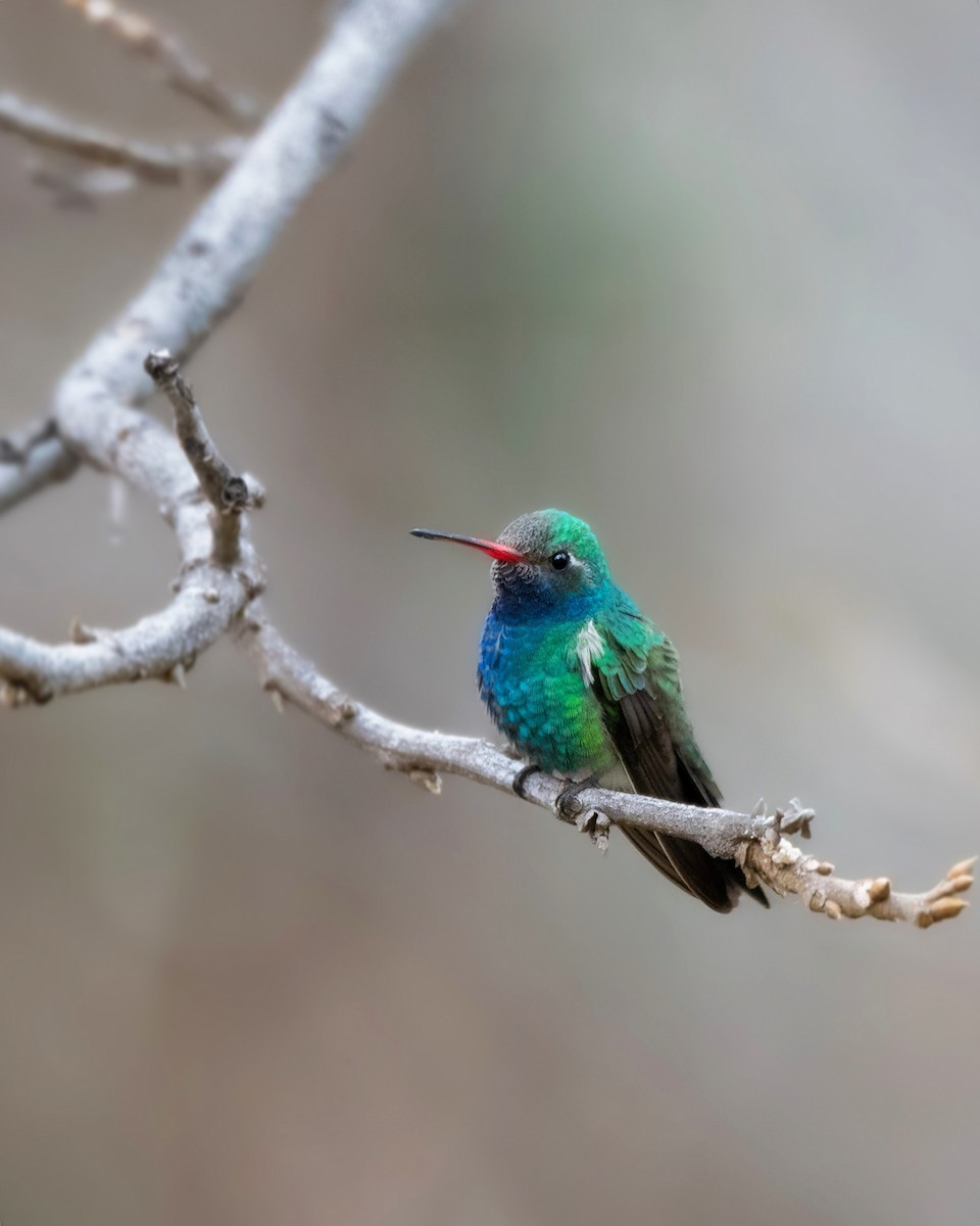 Broad-billed Hummingbird - Hannah Criswell