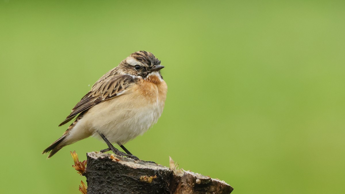 Whinchat - ML617374711