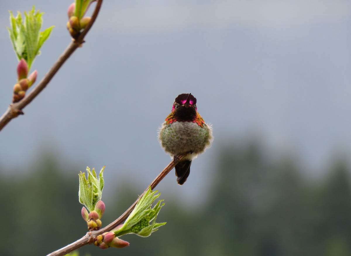 Anna's Hummingbird - Teresa Weismiller